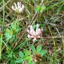 Image of Pinewoods Clover