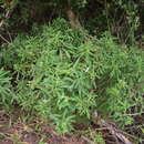 Sivun Euphorbia kraussiana Bernh. ex C. Krauss kuva