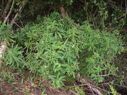 Image of Euphorbia kraussiana Bernh. ex C. Krauss