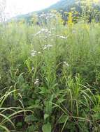 Image of Tatarian aster