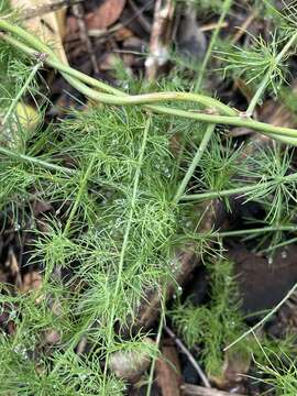 Image of Asparagus nodulosus (Oberm.) J.-P. Lebrun & Stork