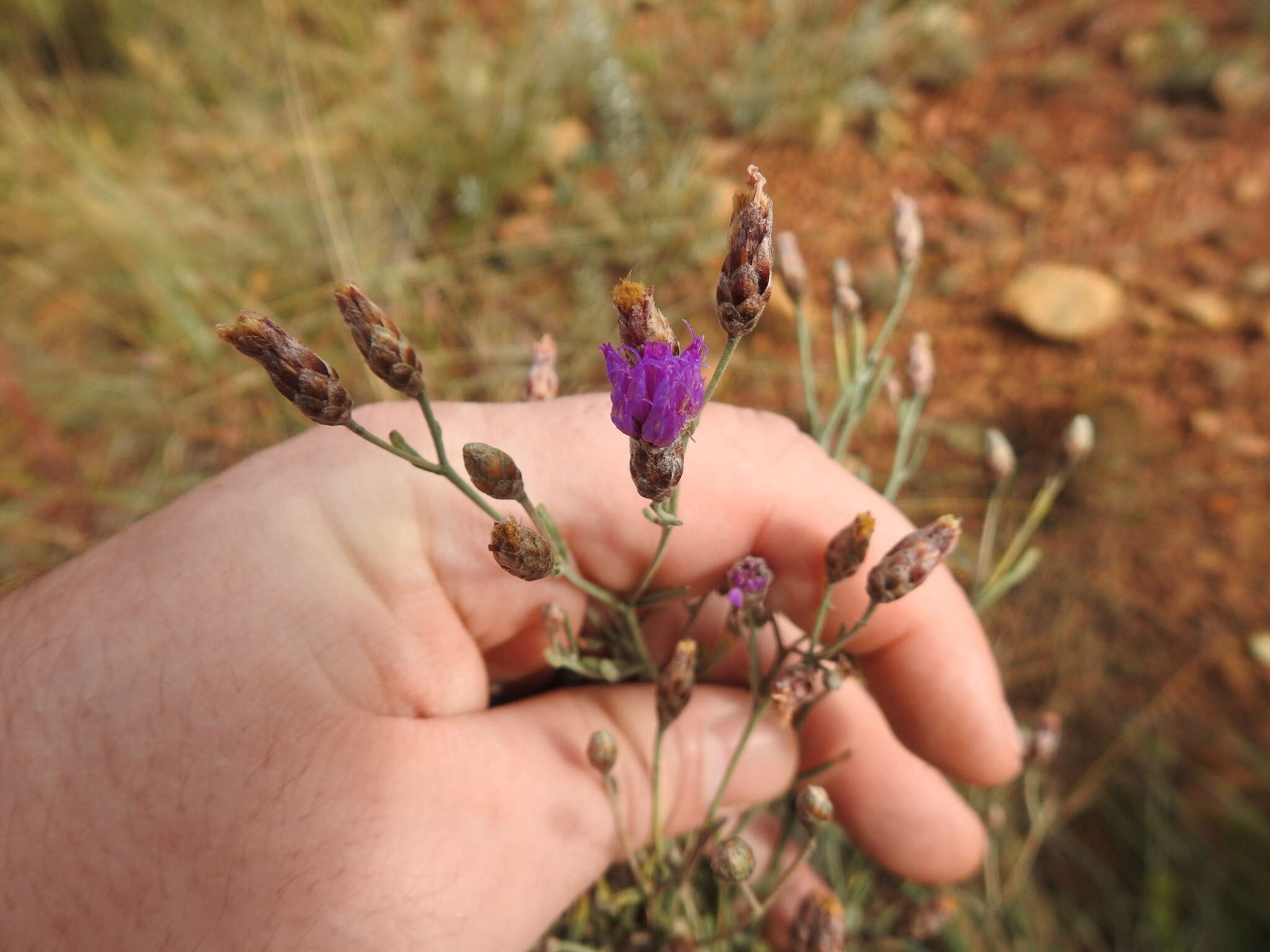 Imagem de Polydora angustifolia (Steetz) H. Robinson