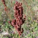 Rumex tuberosus L.的圖片