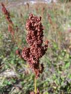 Image of Rumex tuberosus L.