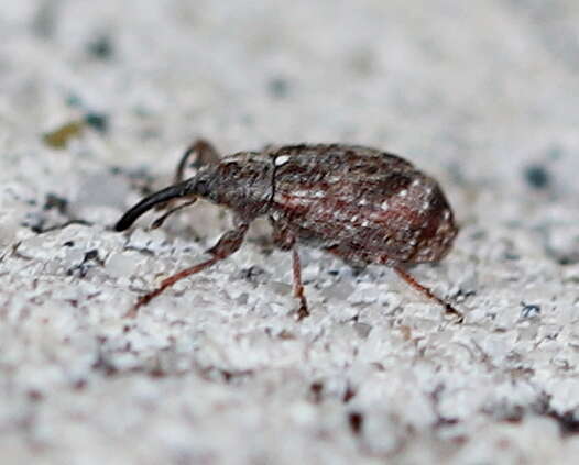 Image of Weevil