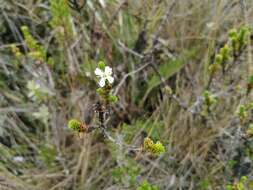 Image de Aragoa abietina Kunth