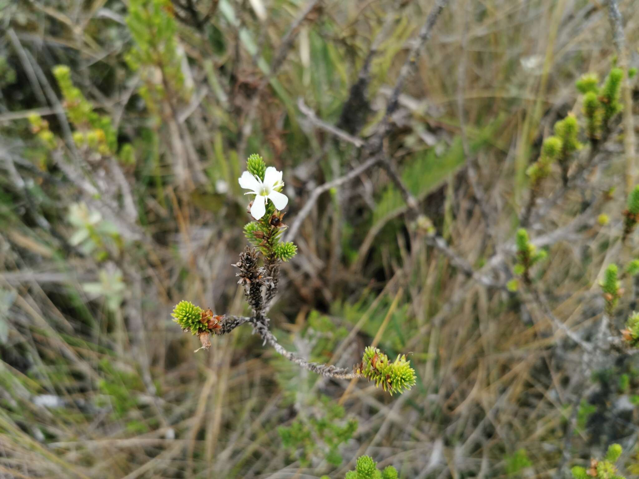 Aragoa abietina Kunth的圖片