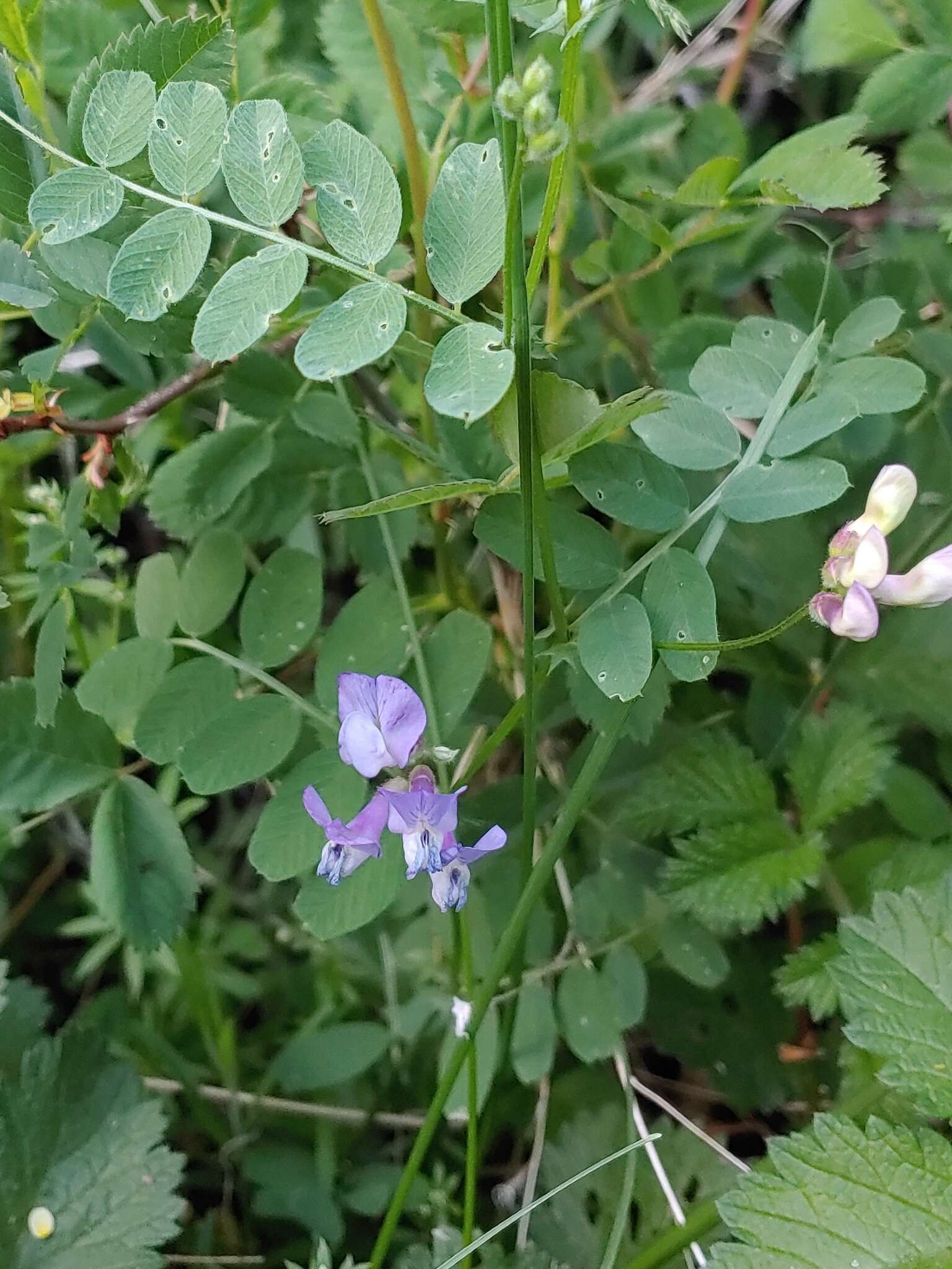 صورة Vicia americana subsp. americana