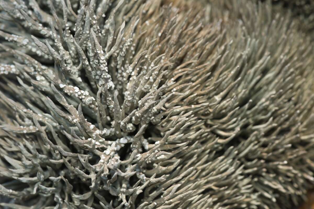 Image of roccella lichen