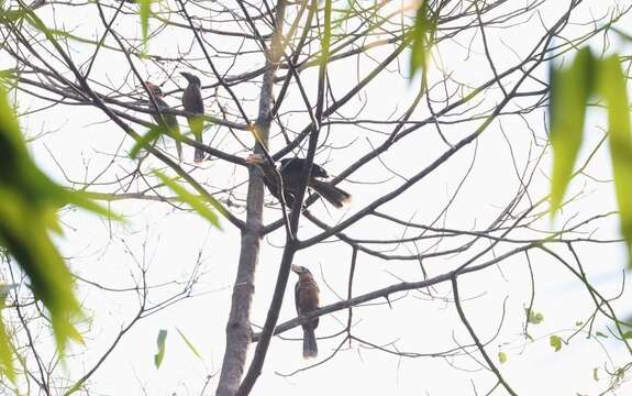 Image of Austen's Brwon Hornbill