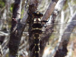 Image of Mountain Giant Dragonfly