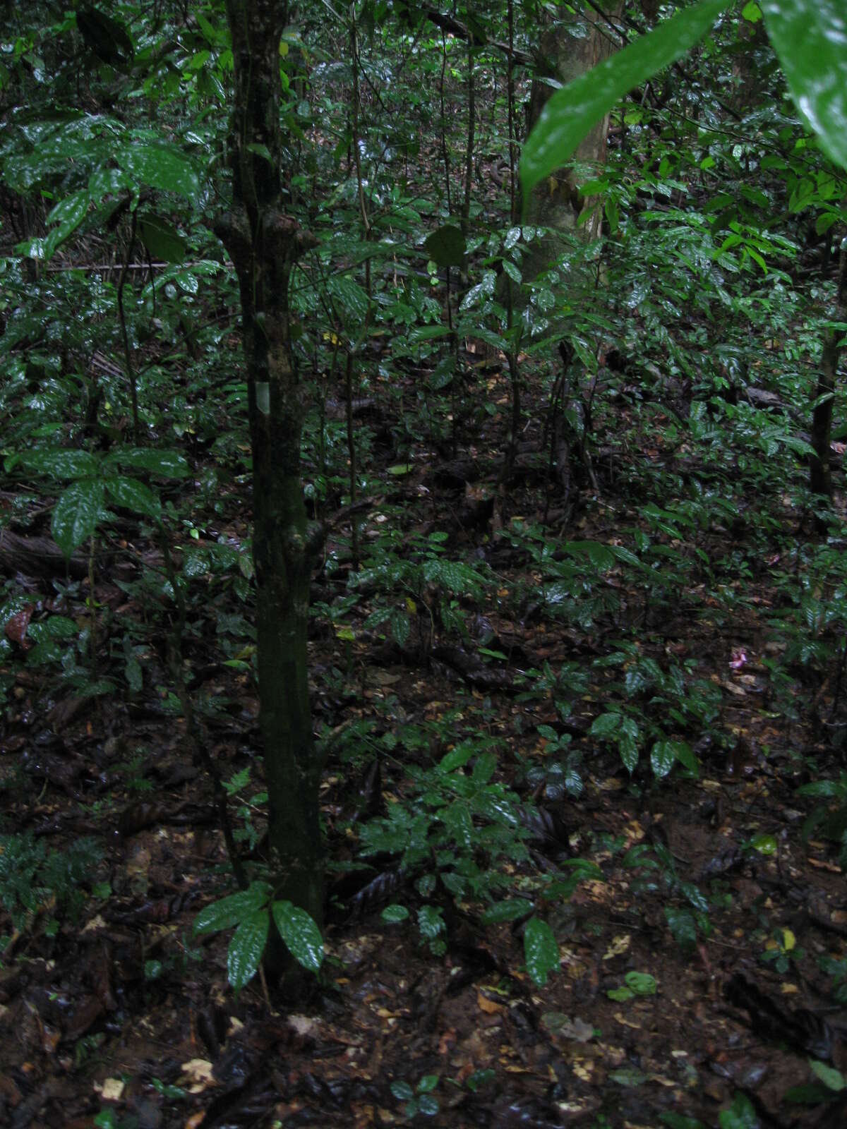 Image of Green Bush Viper