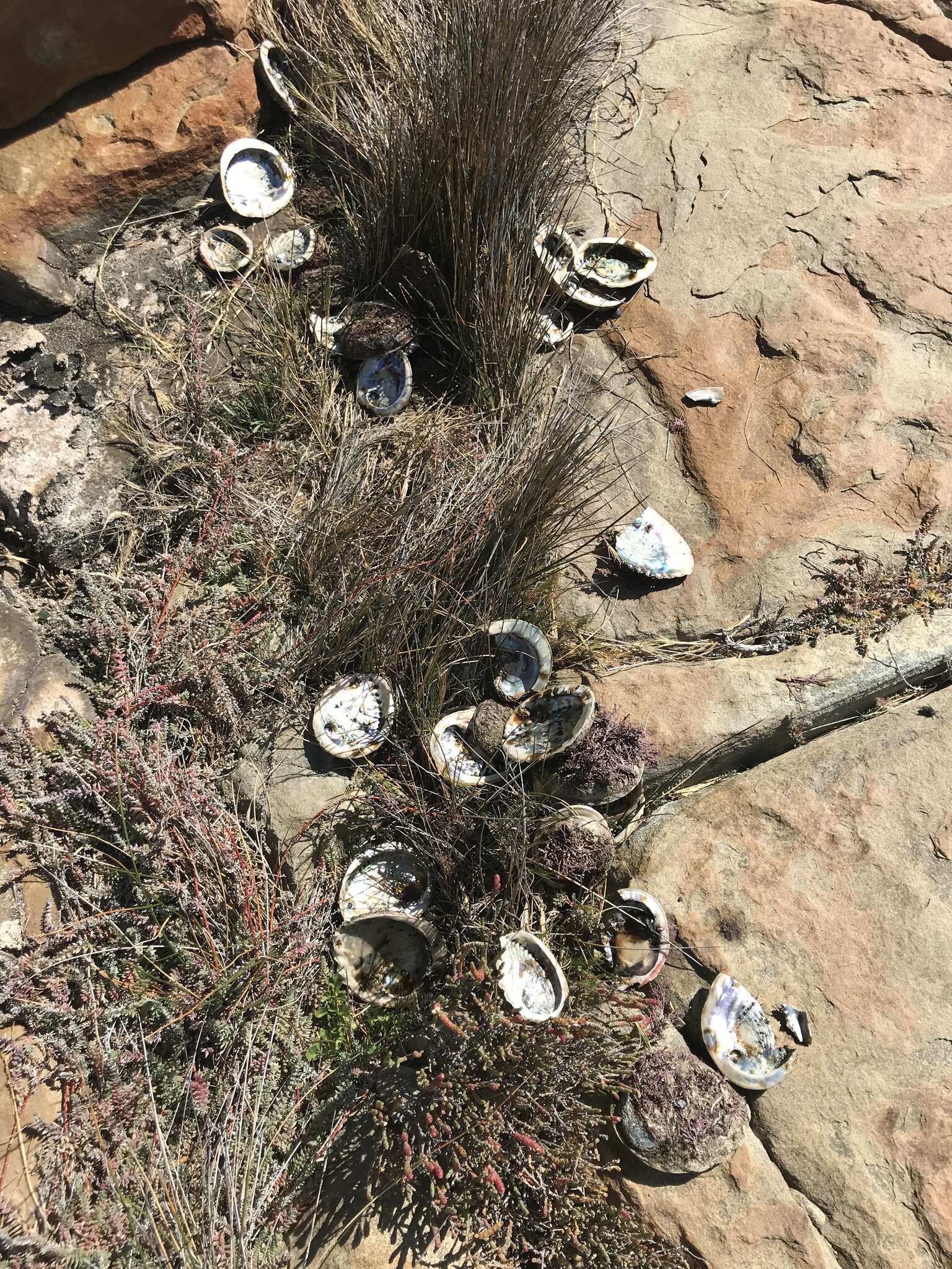 Image of Midas Ear Abalone