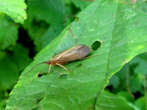 Image of Anabolia brevipennis (Curtis 1834)