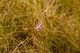 Calopogon pallidus Chapm.的圖片