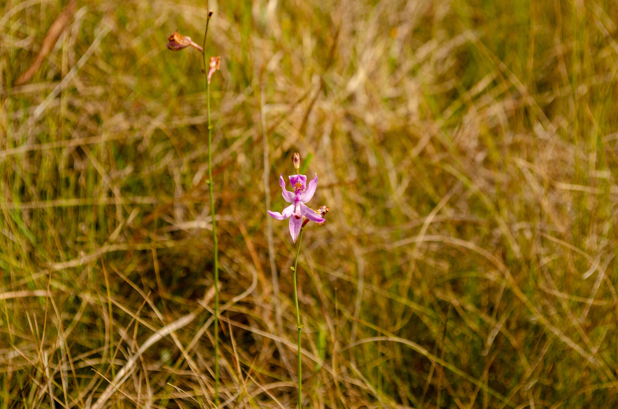 Image de Calopogon pallidus Chapm.