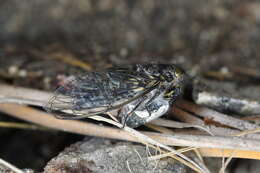 Image of greater alpine black cicada