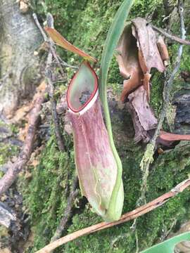 Image of Nepenthes albomarginata T. Lobb ex Lindl.