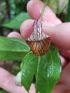 Image de Aristolochia laheyana (F. M. Bailey) Buchwalder & Wanke