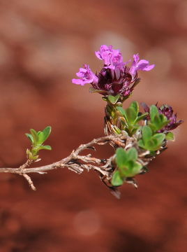 Image of <i>Thymus nervosus</i> J. Gay ex Willk.
