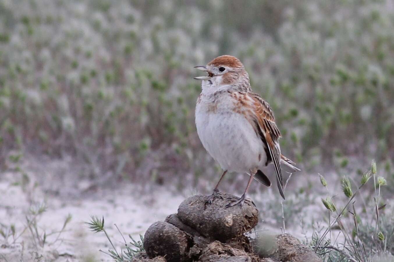 Слика од Alauda leucoptera Pallas 1811