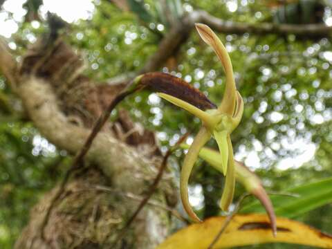 Image of Maxillaria amplifoliata Molinari