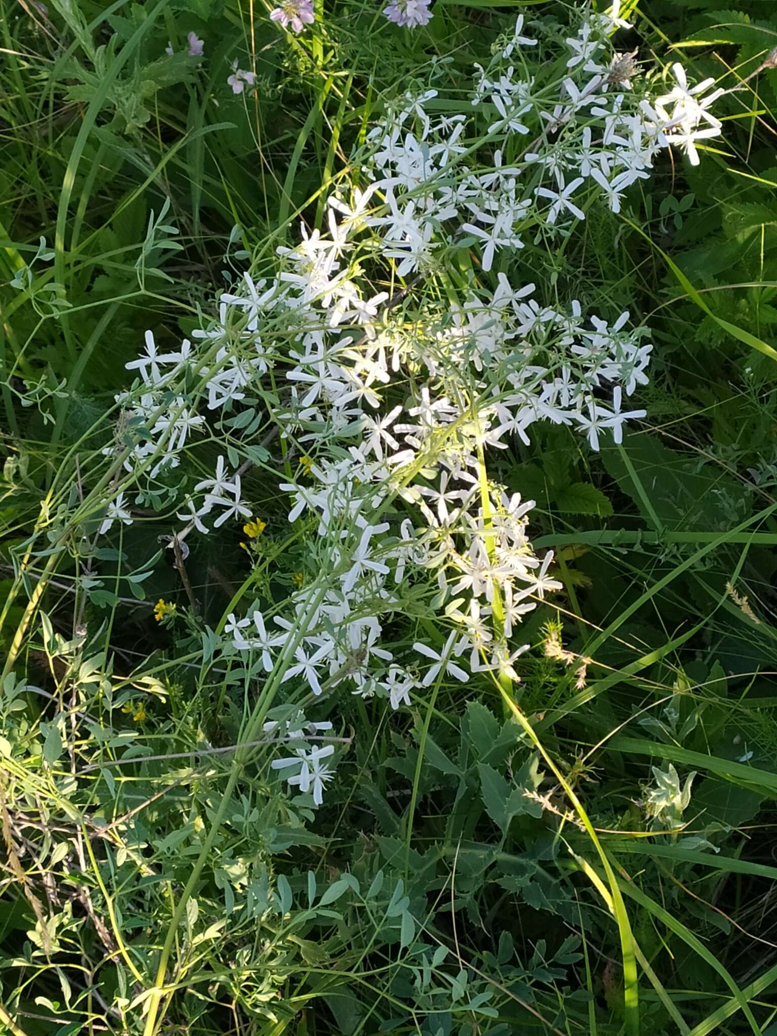 Imagem de Clematis lathyrifolia Bess. ex Reichb.