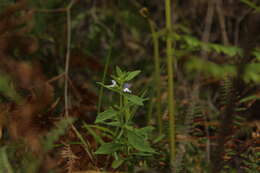 Image de Achetaria bicolor Pennell