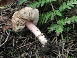 Image of Lepiota rhodophylla Vellinga 2006