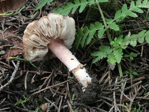 Lepiota rhodophylla Vellinga 2006 resmi