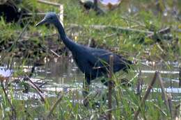 Image of Slaty Egret