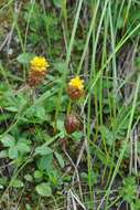 Image of brown clover