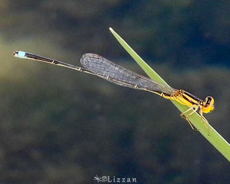 Image of Enallagma sulcatum Williamson 1922