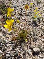 Coreopsis bigelowii (A. Gray) Voss的圖片