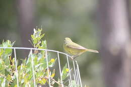 Слика од Leiothlypis celata sordida (Townsend & CH 1890)