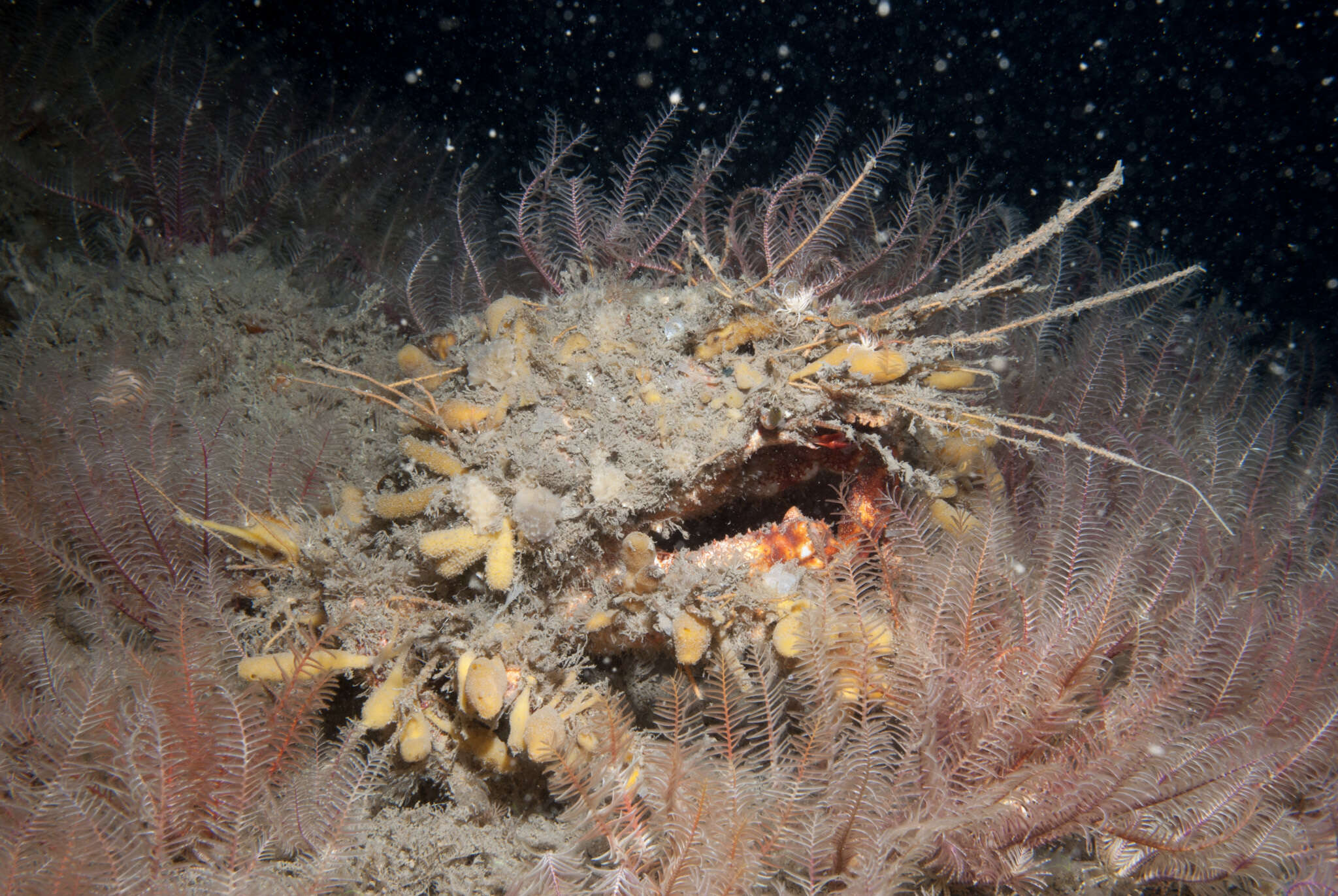 Image de araignée de l'Atlantique