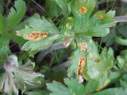 Imagem de Puccinia ustalis Berk. 1854