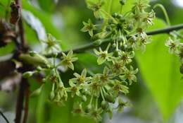 Image of Smilax subpubescens A. DC.