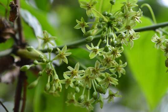 Image of Smilax subpubescens A. DC.