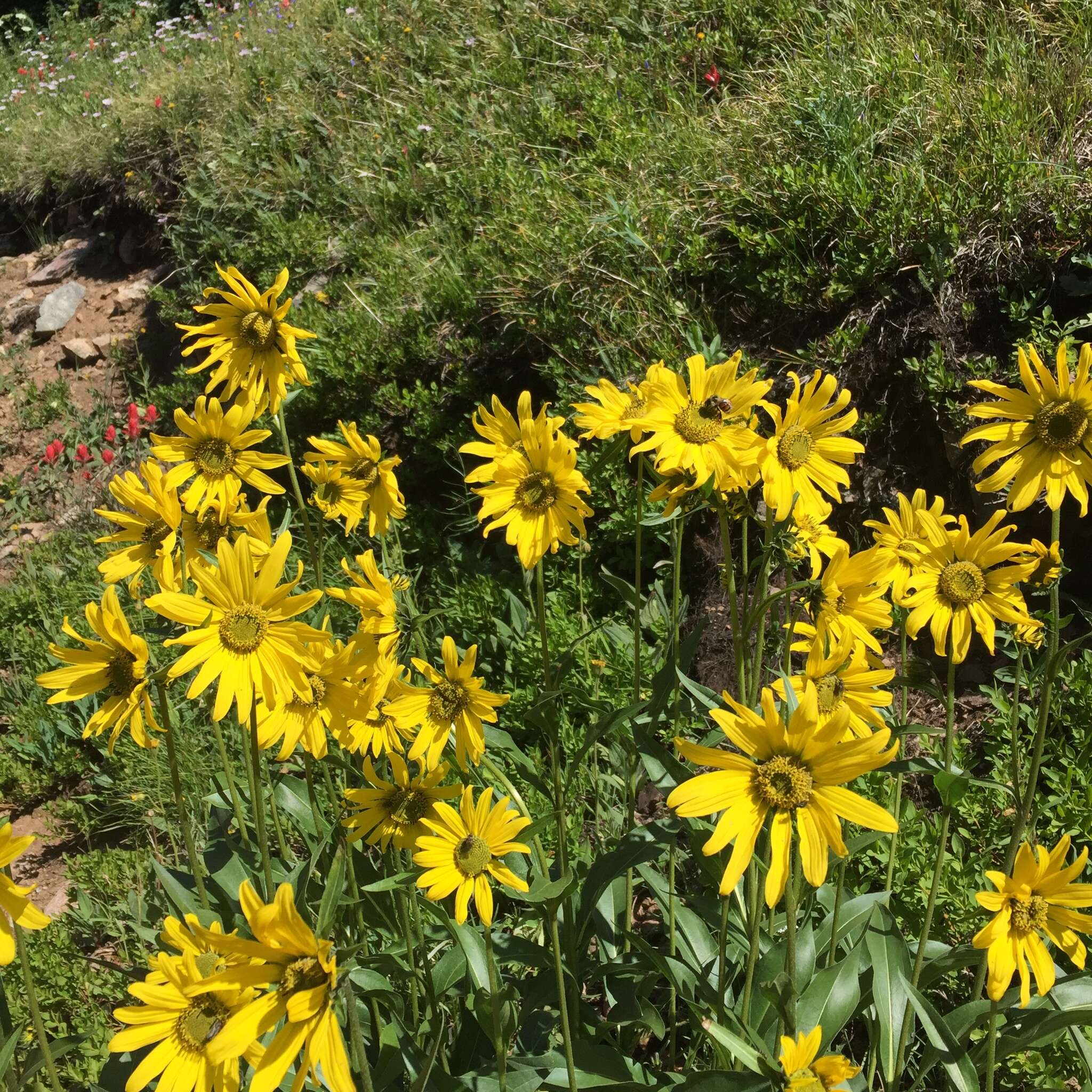 Plancia ëd Helianthella quinquenervis (Hook.) A. Gray