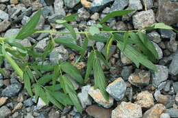 Image of Thalictrum simplex subsp. simplex