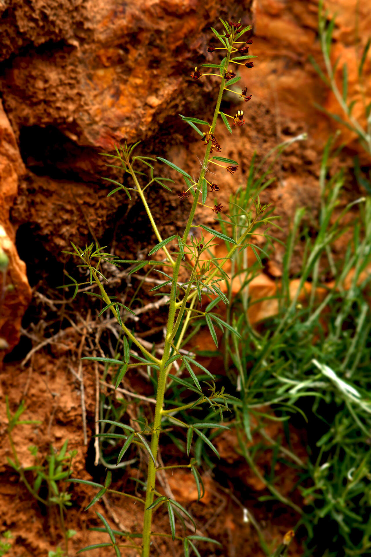 Image of Cleome violacea L.