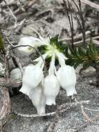 Image of Erica calcareophila E. G. H. Oliver