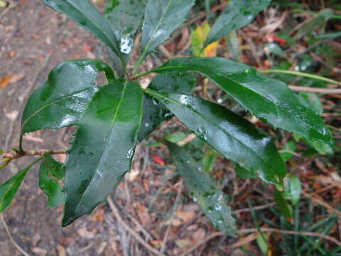 Image of Osmanthus marginatus (Champ. ex Benth.) Hemsl.