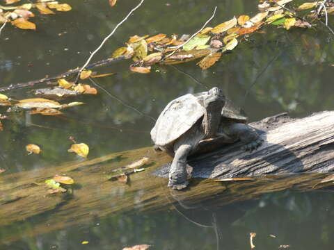 Image of Giant Asian Pond Turtle