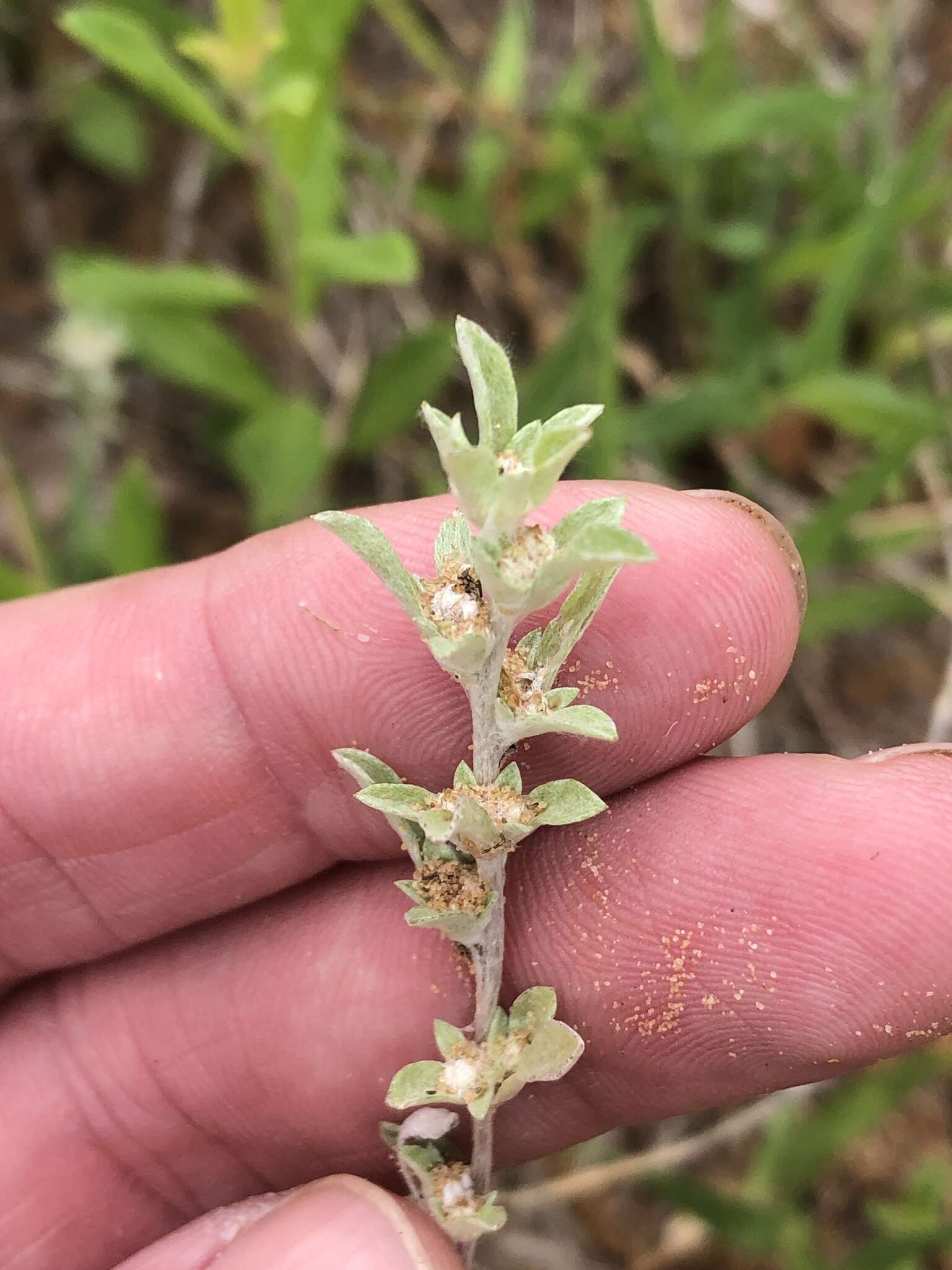 Image of silver pygmycudweed