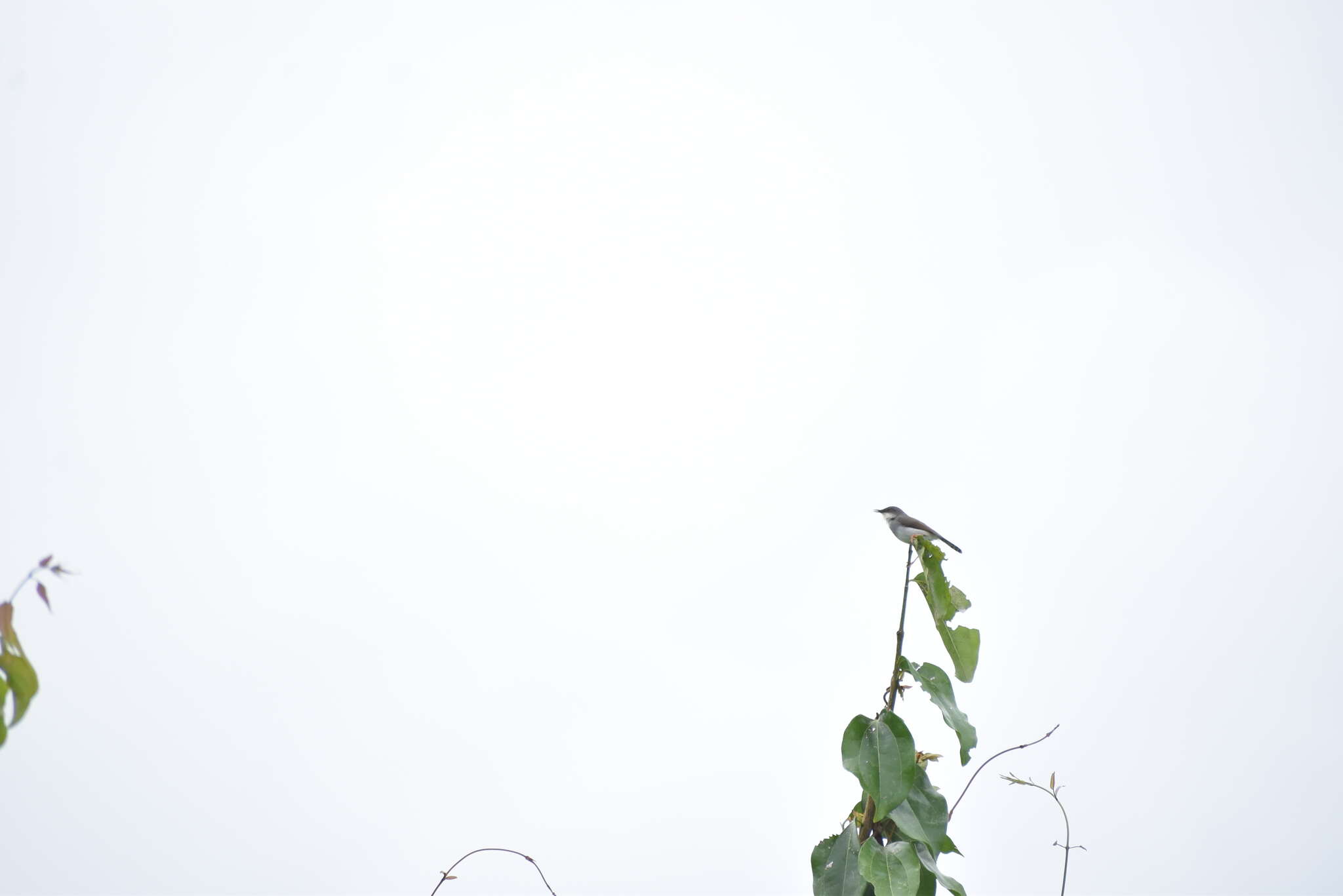 Image of Grey-breasted Prinia