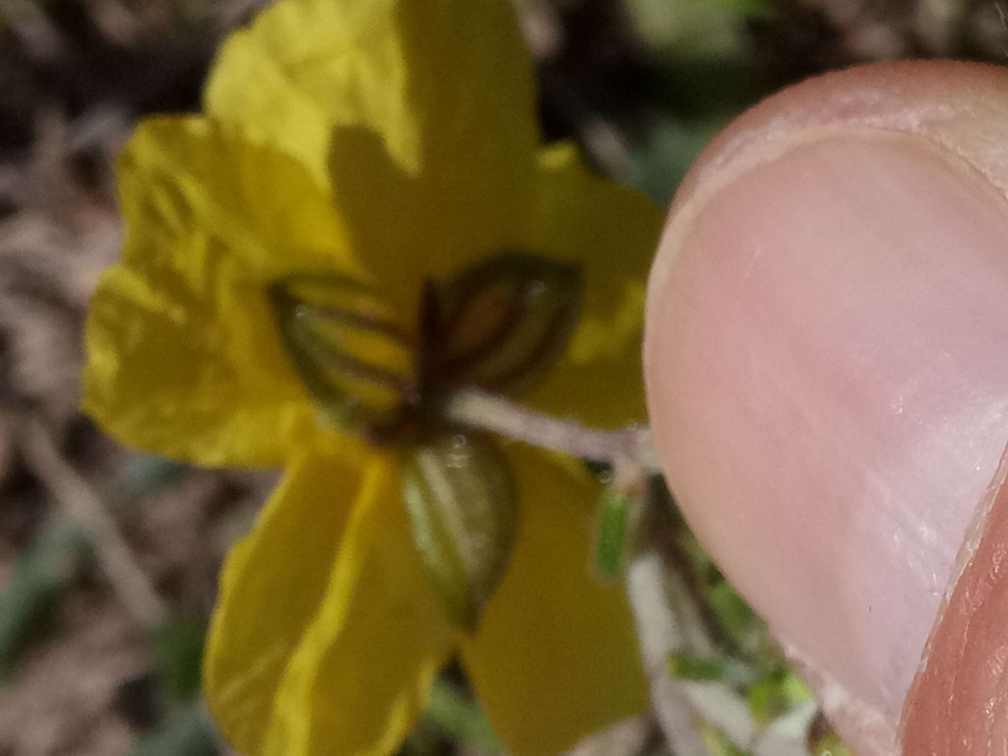Image of Helianthemum virgatum subsp. africanum (Murb.) Dobignard
