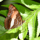 Adelpha boeotia的圖片