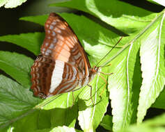 Adelpha boeotia的圖片